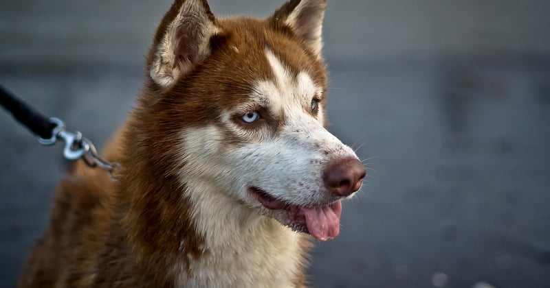 Husky nain : tout savoir sur ce petit chien plein d'énergie