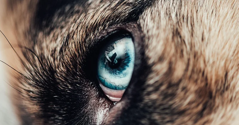Le budget réel d'un husky nain : au-delà du prix d'achat